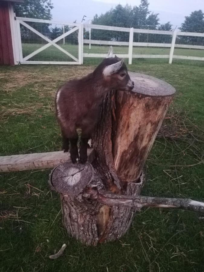 Babie Lato Villa Wlodarka Kültér fotó